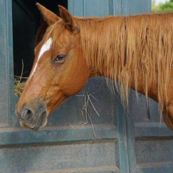 close up of Stara, a Sorrel Grade horse
