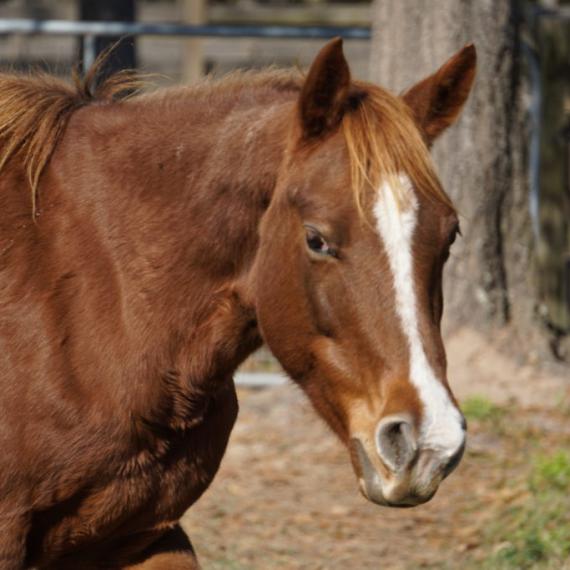 medium shot of Tannah, a Chestnut Quarter Horse 