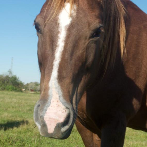 close up of Tannah, a Chestnut Quarter Horse 