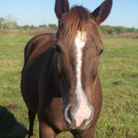 close up of Tannah, a Chestnut Quarter Horse 