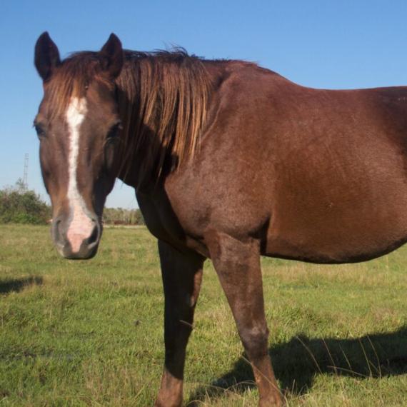 medium shot of Tannah, a Chestnut Quarter Horse 