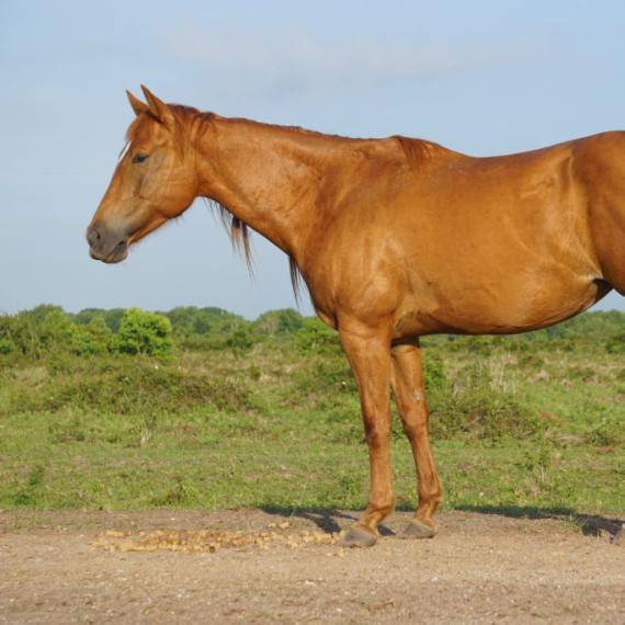 medium shot of Tori, a Sorrel Quarter Horse