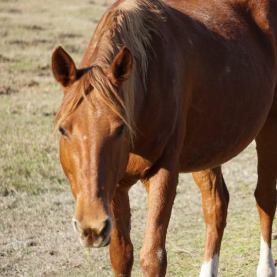 Medium shot of Moira, a sorrel grade horse 