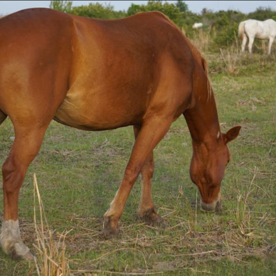 Medium shot of Moira, a sorrel grade horse 