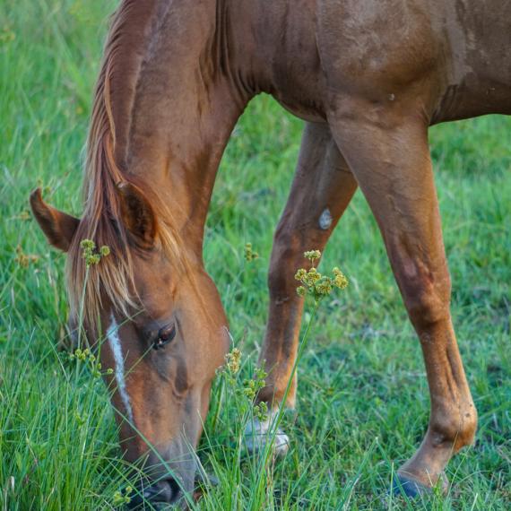medium shot of Noelle, a Sorrel Quarter Horse