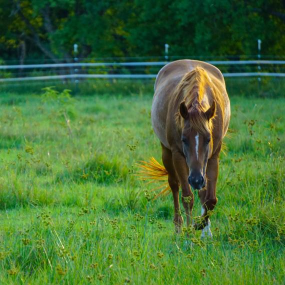 long shot of Noelle, a Sorrel Quarter Horse
