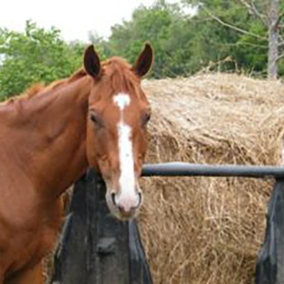 medium shot of Reba, a Sorrel Quarter Horse