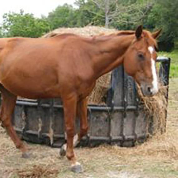 Reba, a Sorrel Quarter Horse, stands in a field