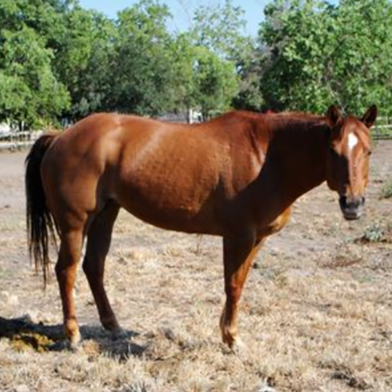 medium shot of Roca (MT), a Sorrel Quarter Horse