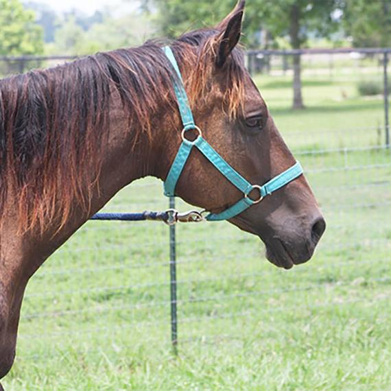 medium shot of Rosemarie, a Bay Quarter Horse - Appaloosa