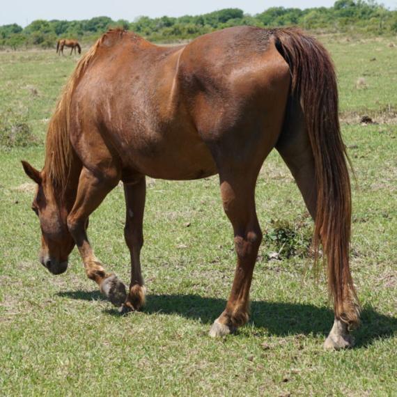 medium shot of Shasha, a Sorrel Quarter Horse, facing slightly away from the camera