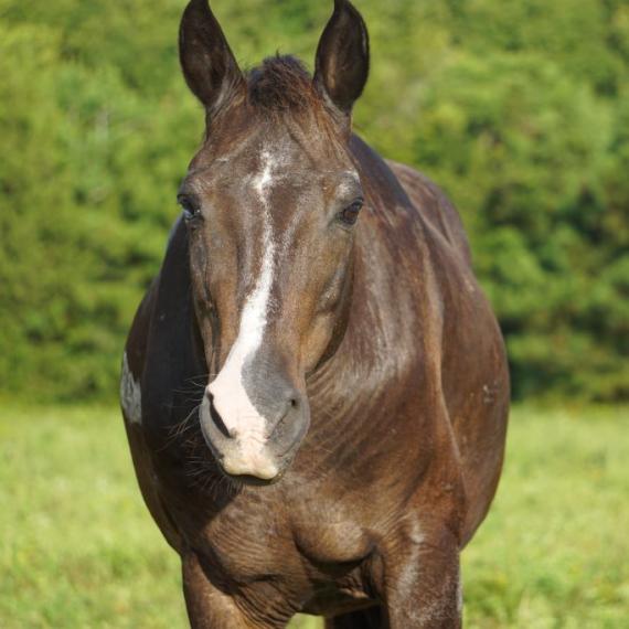 close up shot of Smitty, a Black QuarArab horse