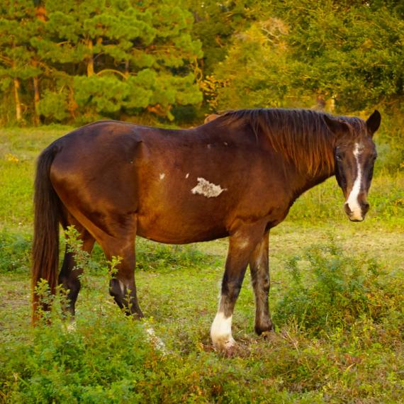medium shot of Smitty, a Black QuarArab horse