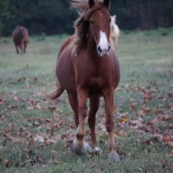 medium shot of Sugar Sweet, a running Sorrel Quarter Horse