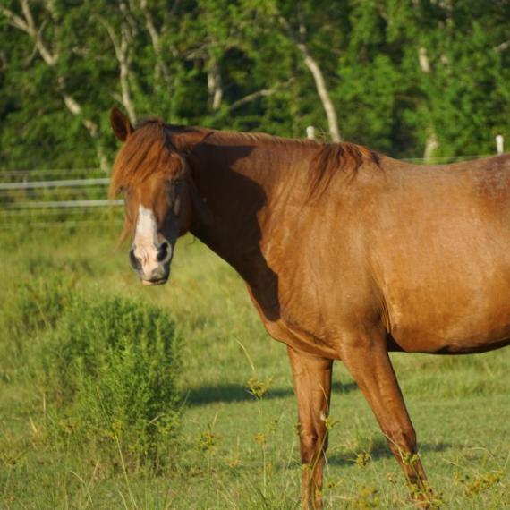 medium shot of Sugar Sweet, a Sorrel Quarter Horse