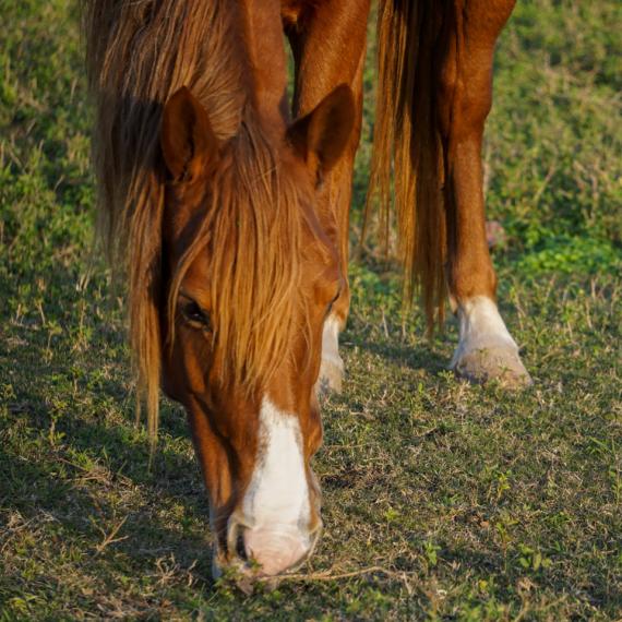 close up shot of Sugar Sweet, a Sorrel Quarter Horse