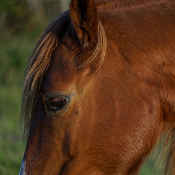 close up shot of Sugar Sweet, a Sorrel Quarter Horse
