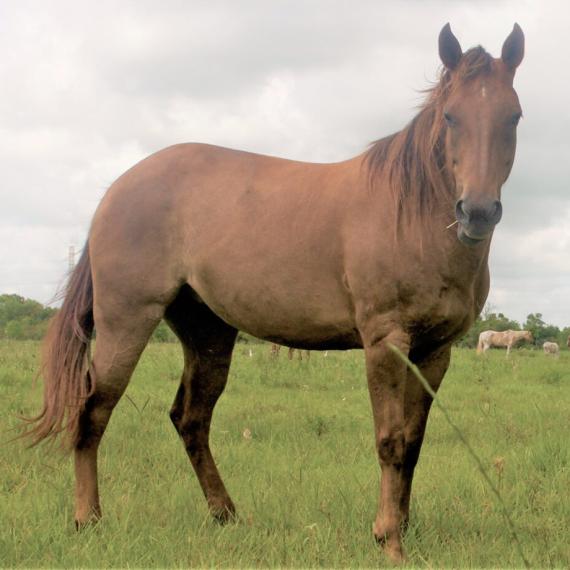 Aurora, a dark brown horse