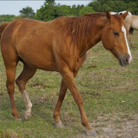 Bess, a brown horse