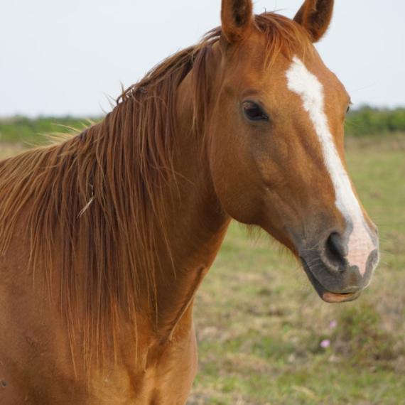 Bess, a brown horse