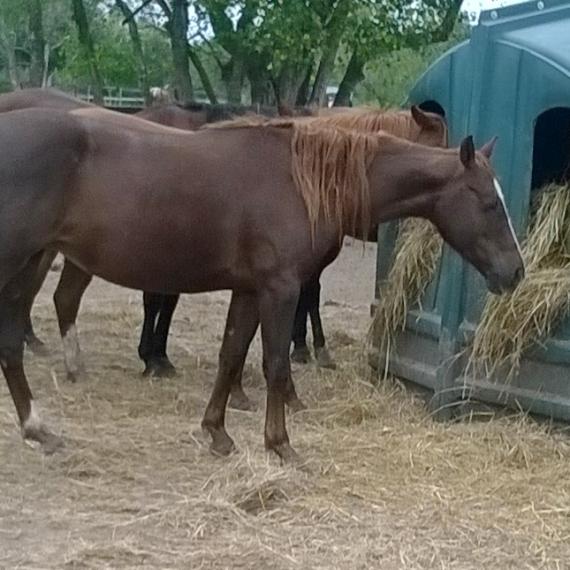 Celeste, a brown horse