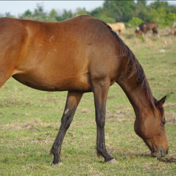 Cheeka, a brown horse in a field