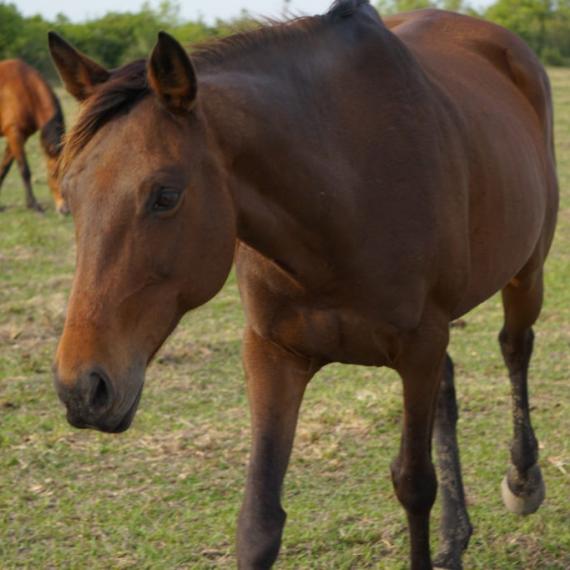 Cheeka, a brown horse in a field