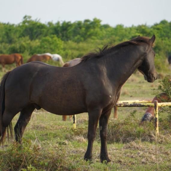 Chulita’s Beau, a dark brown horse in a field