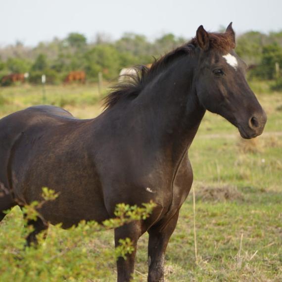 Chulita’s Beau, a dark brown horse in a field