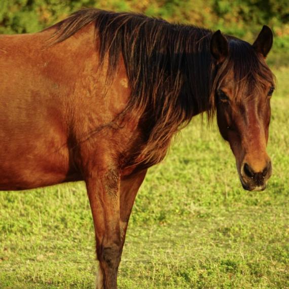 Clara, a brown horse in a field
