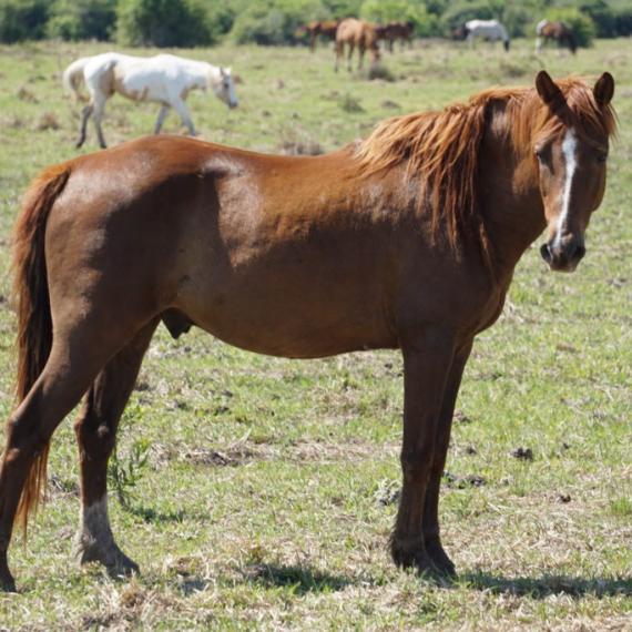 Cole, a brown horse in a field, right side
