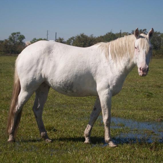a white horse, right side