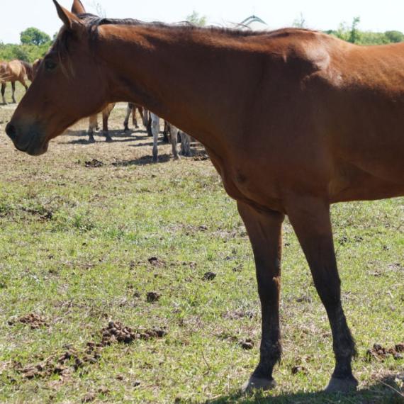 a brown horse in a field