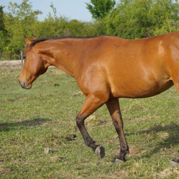 Harper, a brown horse