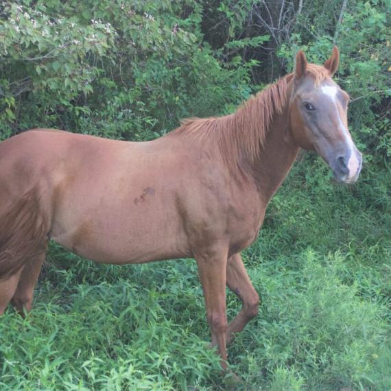 a brown horse in trees