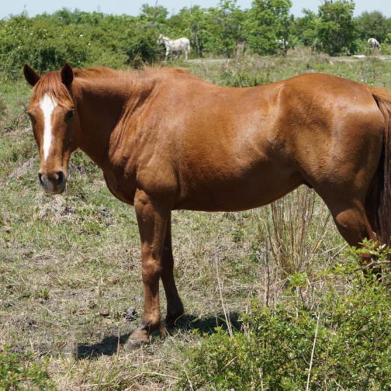 Jarad, a brown horse left side
