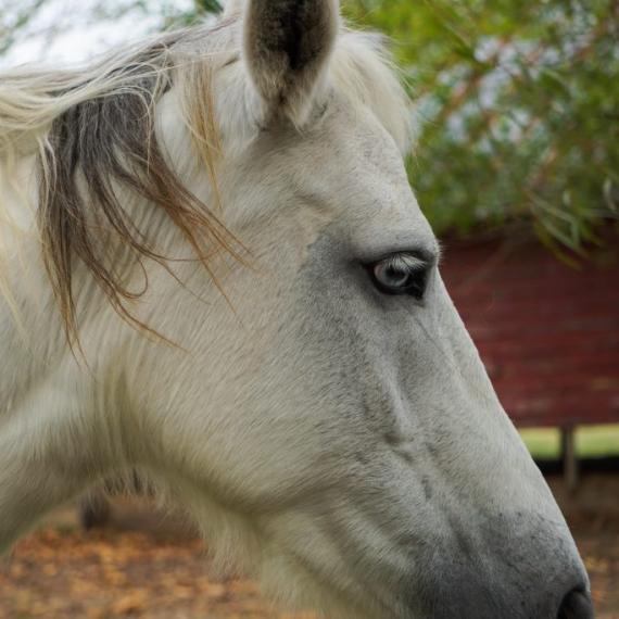 Close profile shot of Jewel, a White and Gray, Mustang Horse 