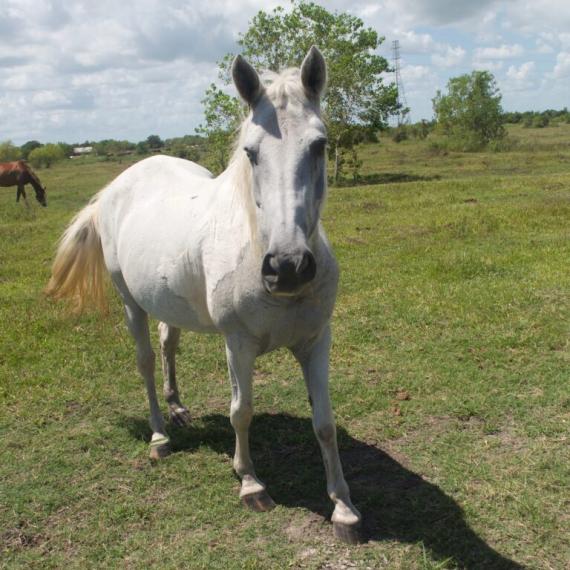 Medium shot of Jewel, a White and Gray, Mustang Horse 