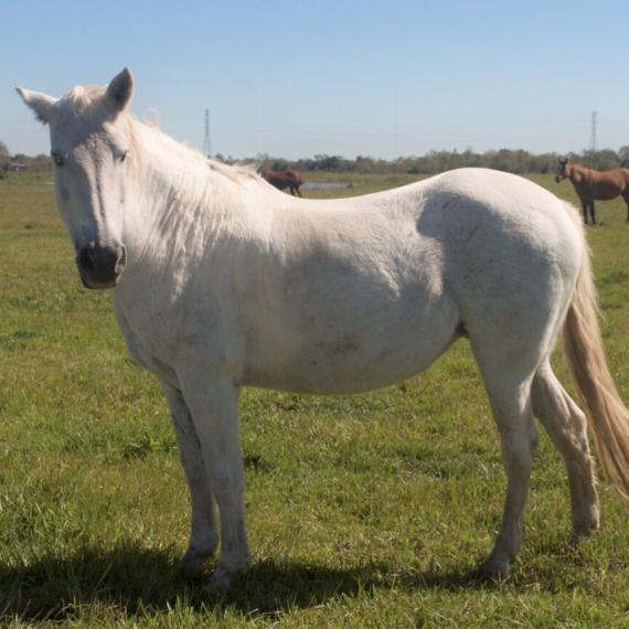Medium Profile shot of Jewel, a White and Gray, Mustang Horse 