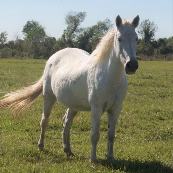 A medium shot of Jewel, a White and Gray, Mustang Horse 