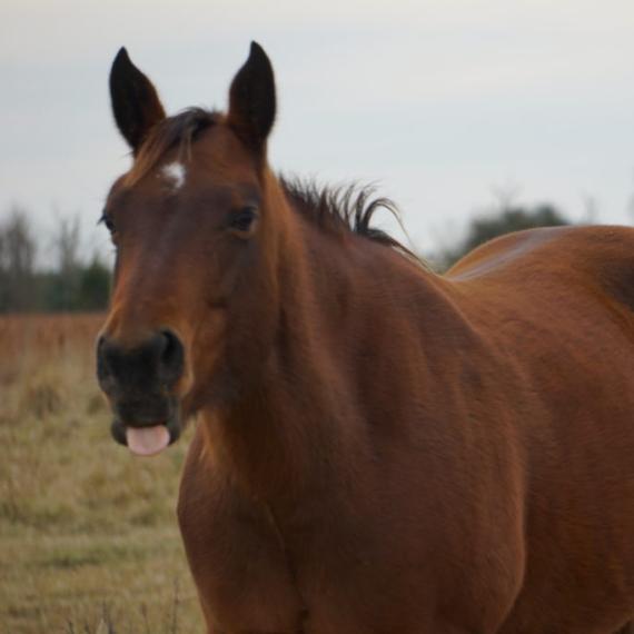 Medium shot of Josie, a Bay Quarter Horse 
