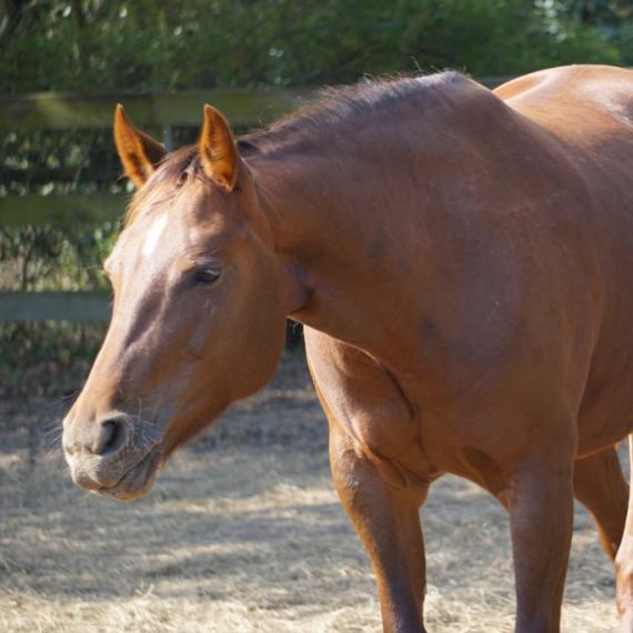 Quarter profile shot of Kachina, a Bay Quarter Horse 