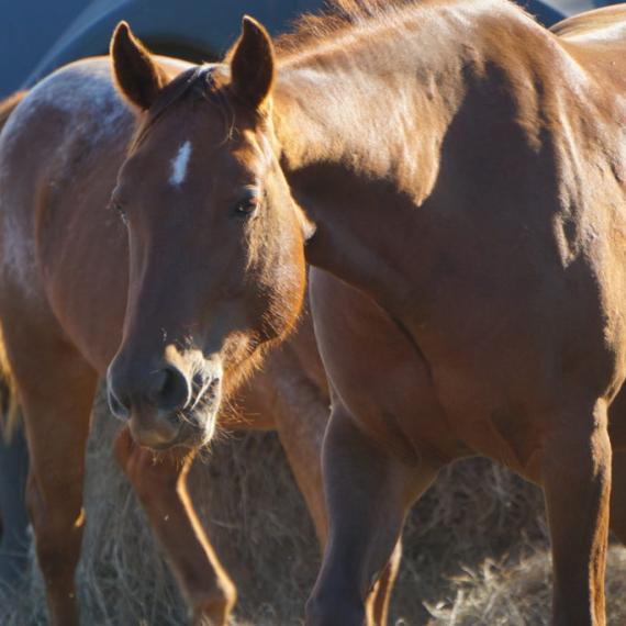 Quarter profile shot of Kachina, a Bay Quarter Horse 