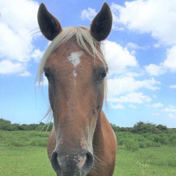 Close shot of Kacie, a Palomino, POA Breed Horse 