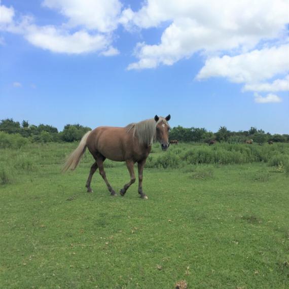 Far Profile shot of Kacie, a Palomino, POA Breed Horse 