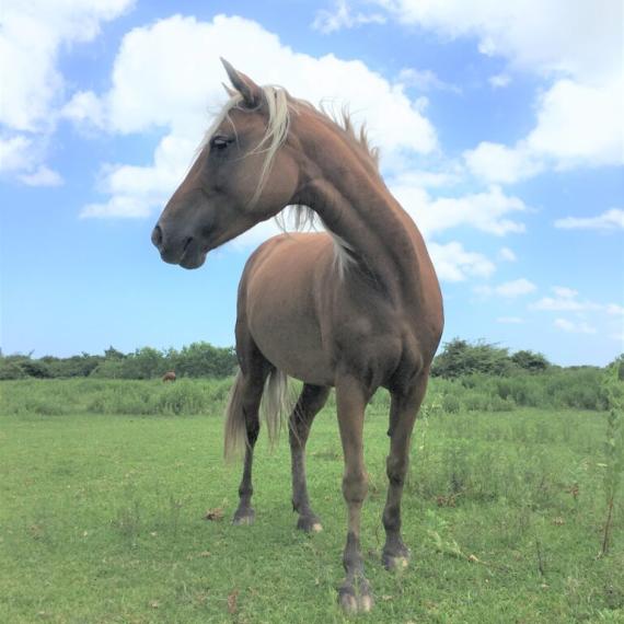 Medium shot of Kacie, a Palomino, POA Breed Horse, head turned 