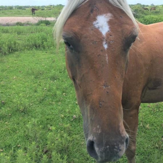 Close shot of Kacie, a Palomino, POA Breed Horse