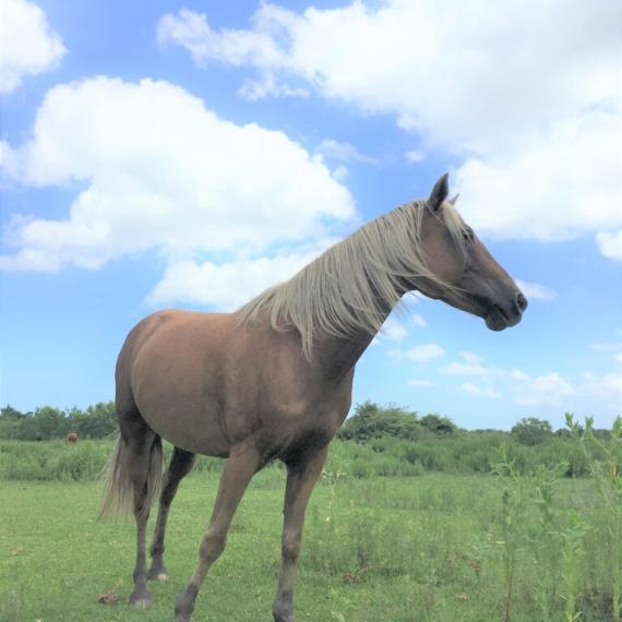 Profile shot of Kacie, a Palomino, POA Breed Horse