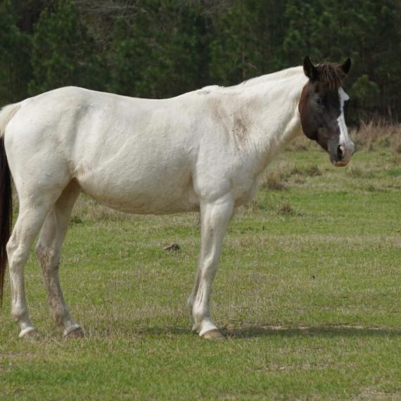 Profile shot of Lacie Lady, a Black and White Overo, Paint/Pinto Horse