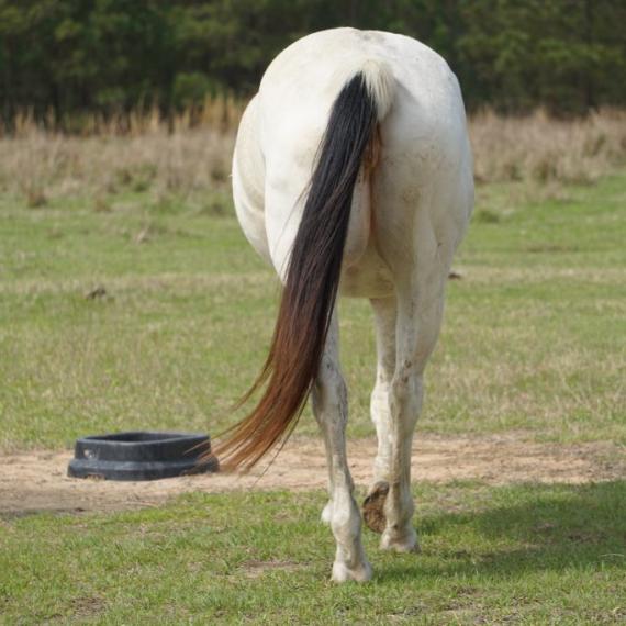 Behind shot of Lacie Lady, a Black and White Overo, Paint/Pinto Horse